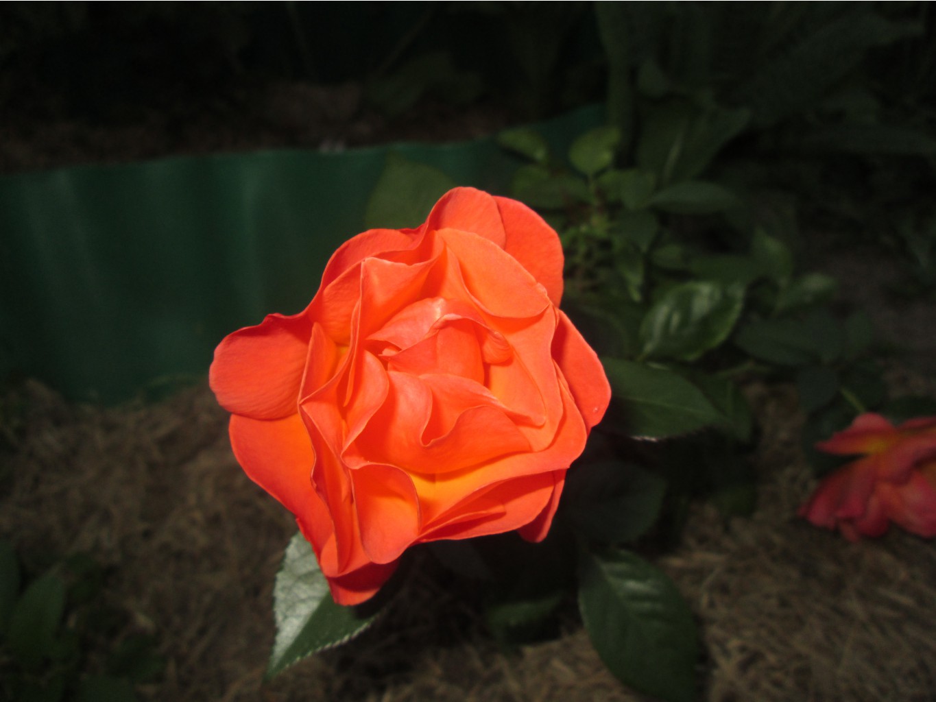 IMG 3500.JPG