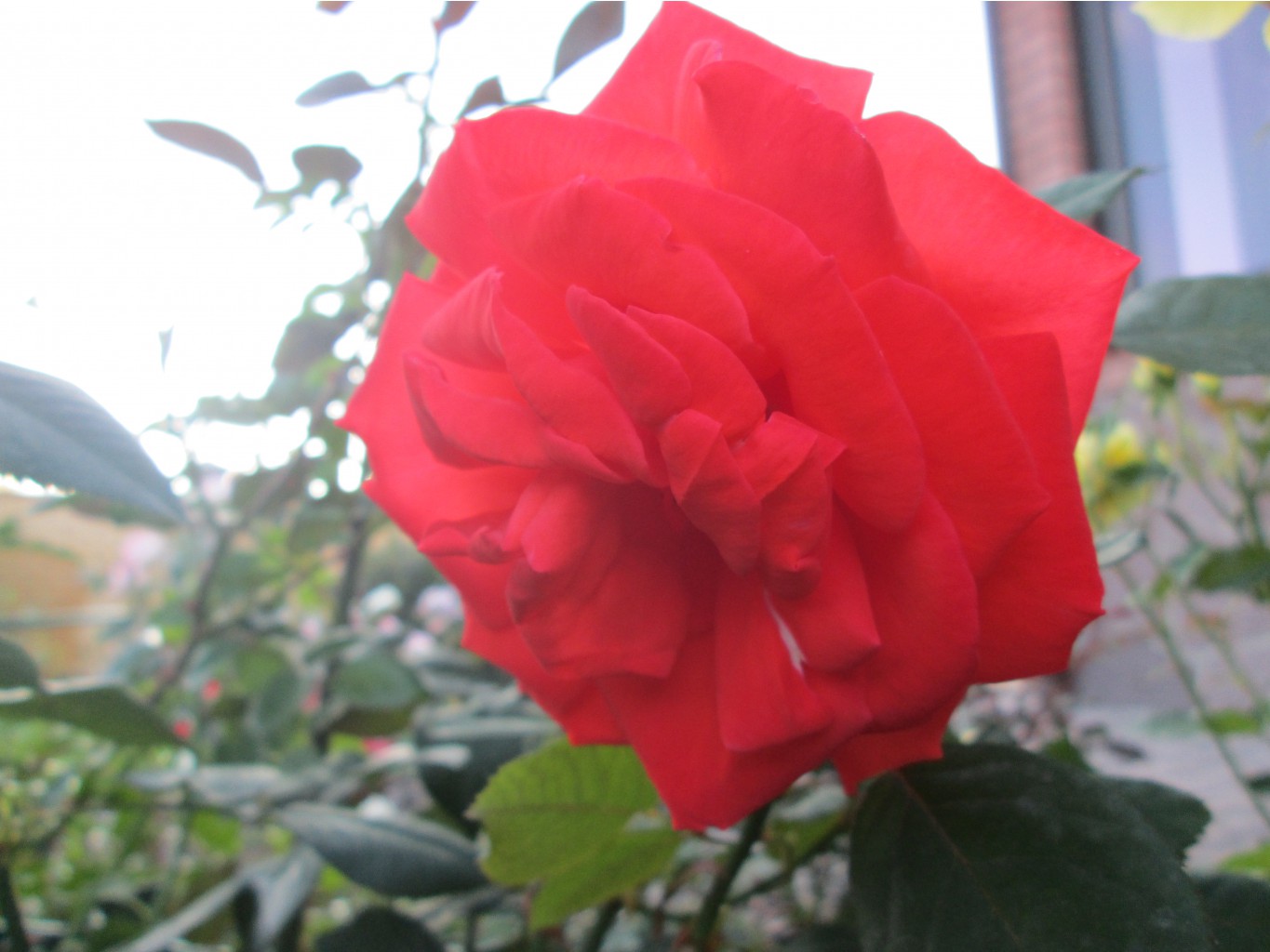 IMG 3524.JPG