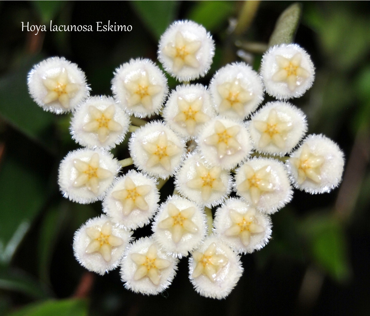 Hoya lacunosa Eskimo