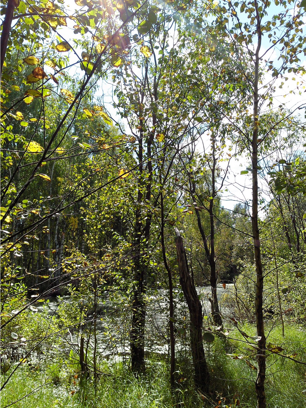 IMG 20150822 131604.jpg