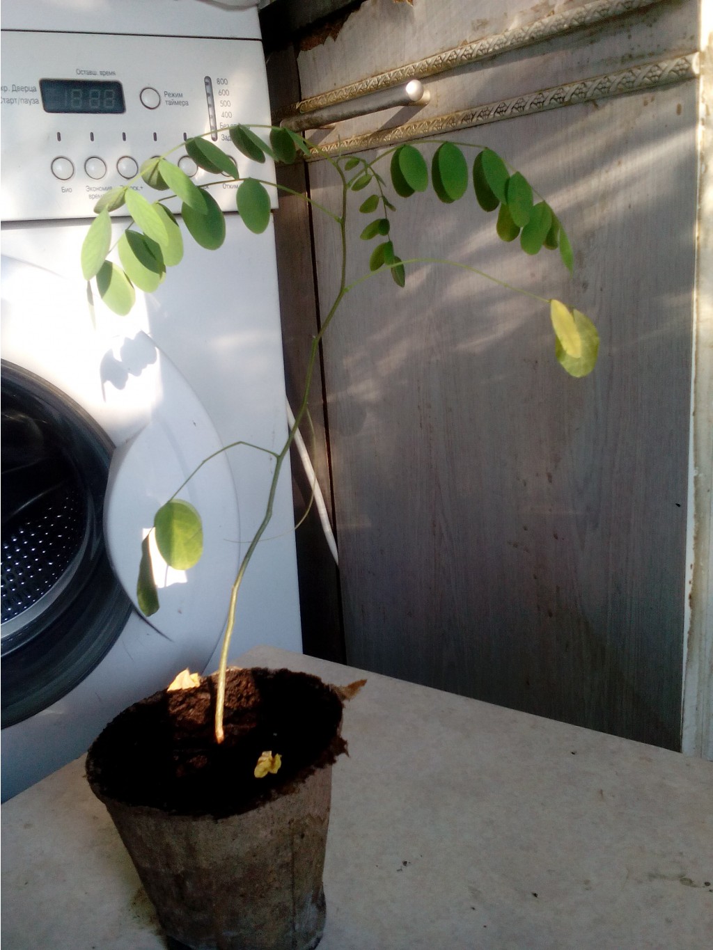 IMG 20150728 181215.jpg