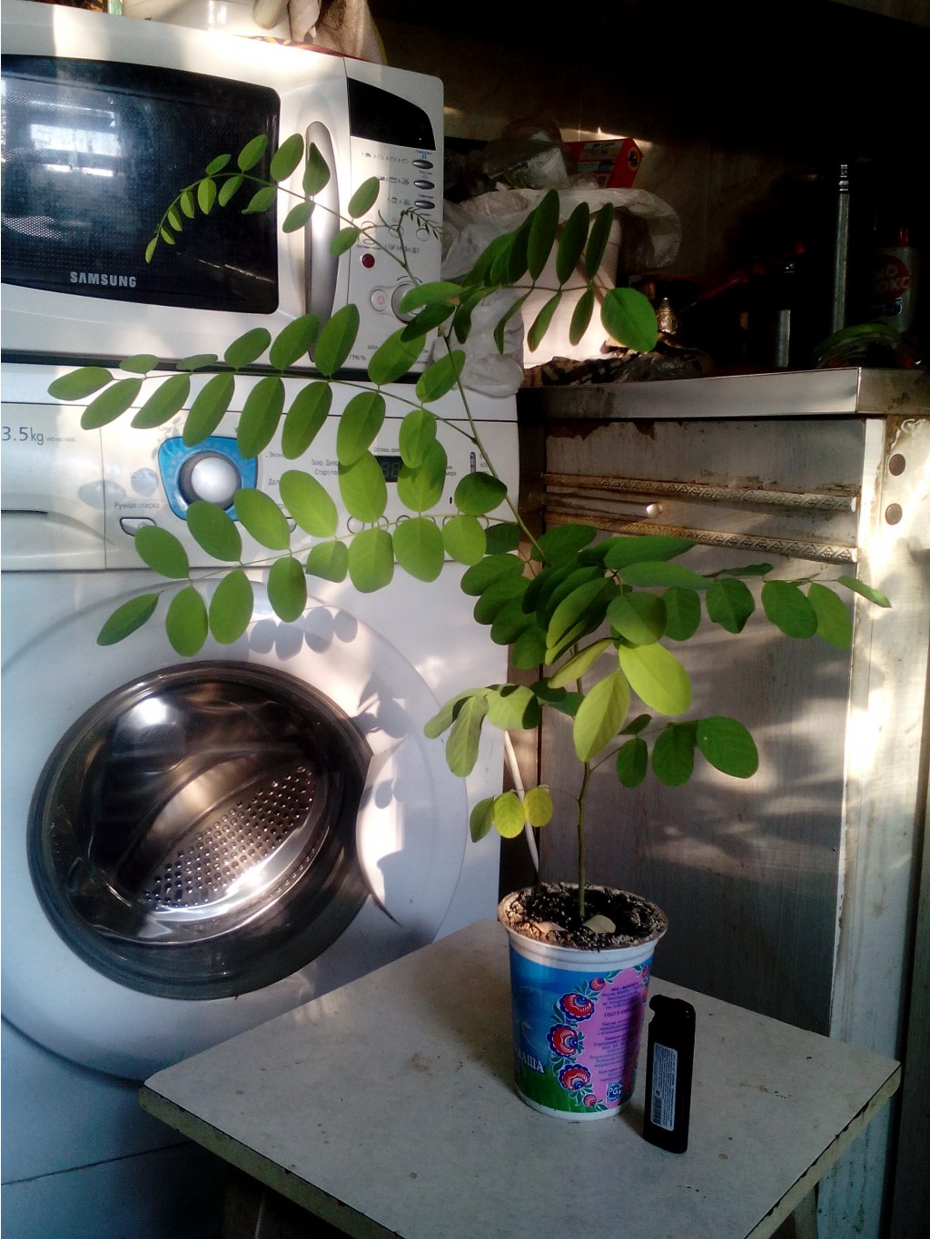 IMG 20150728 181027.jpg