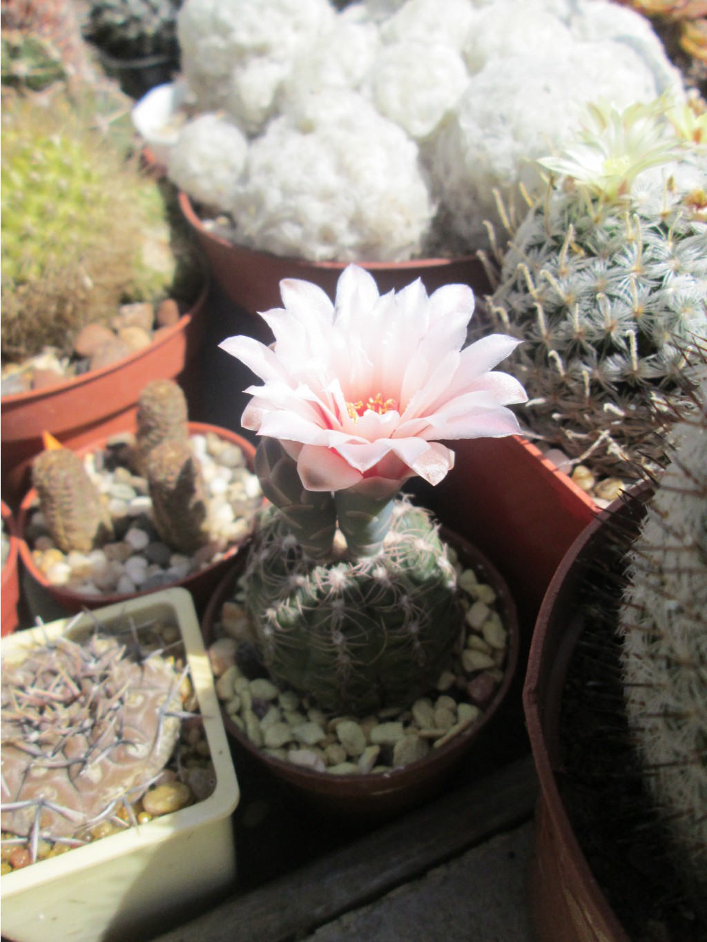 IMG 3412.JPG