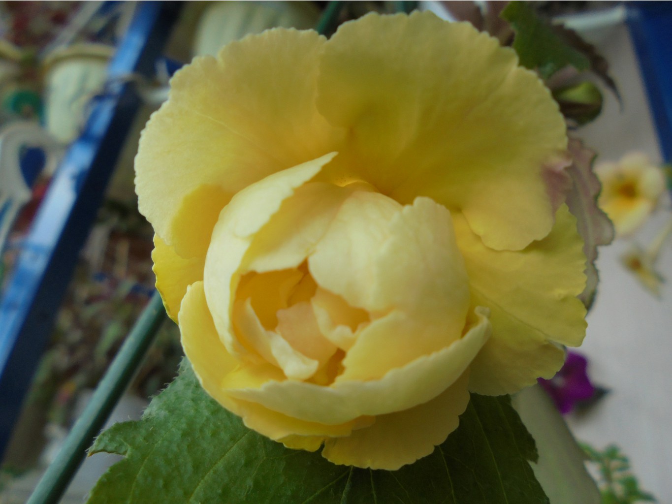 DSC01592.JPG