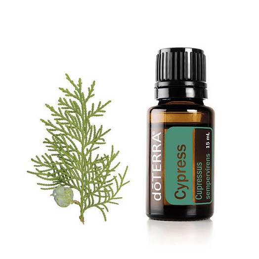  Cypress Essential Oil