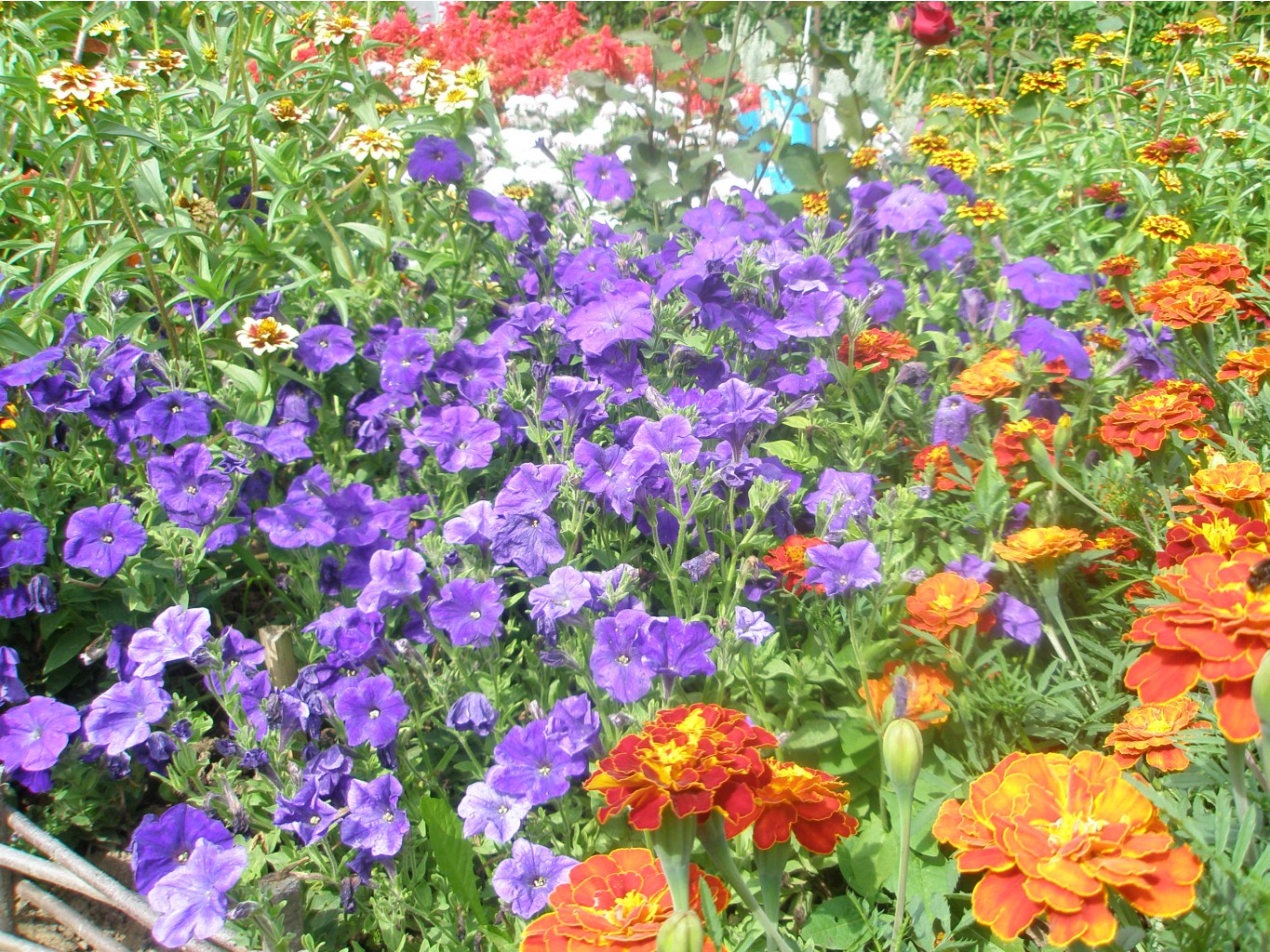 16.08.2015 P8160172.JPG