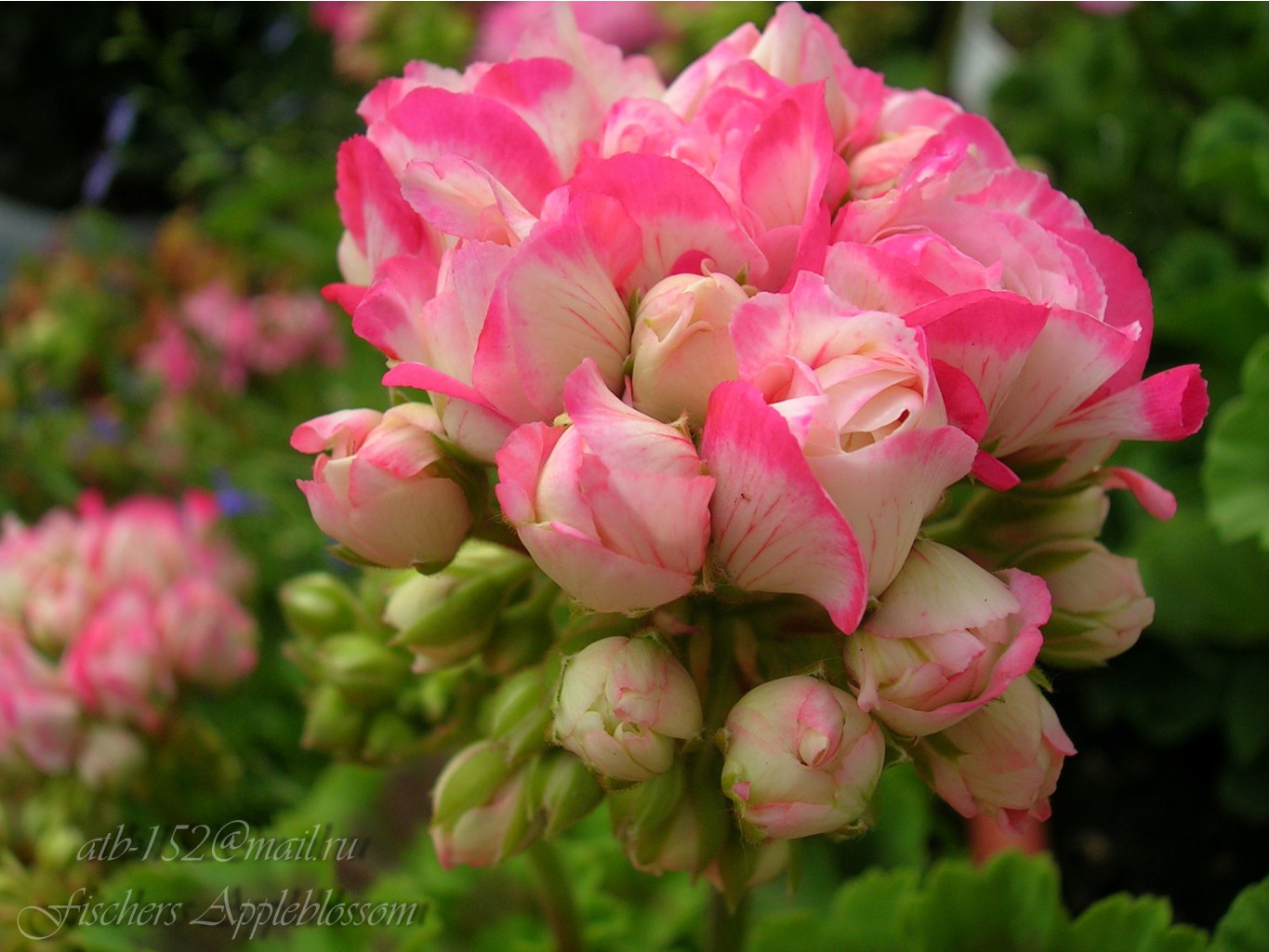 Fischers Appleblossom