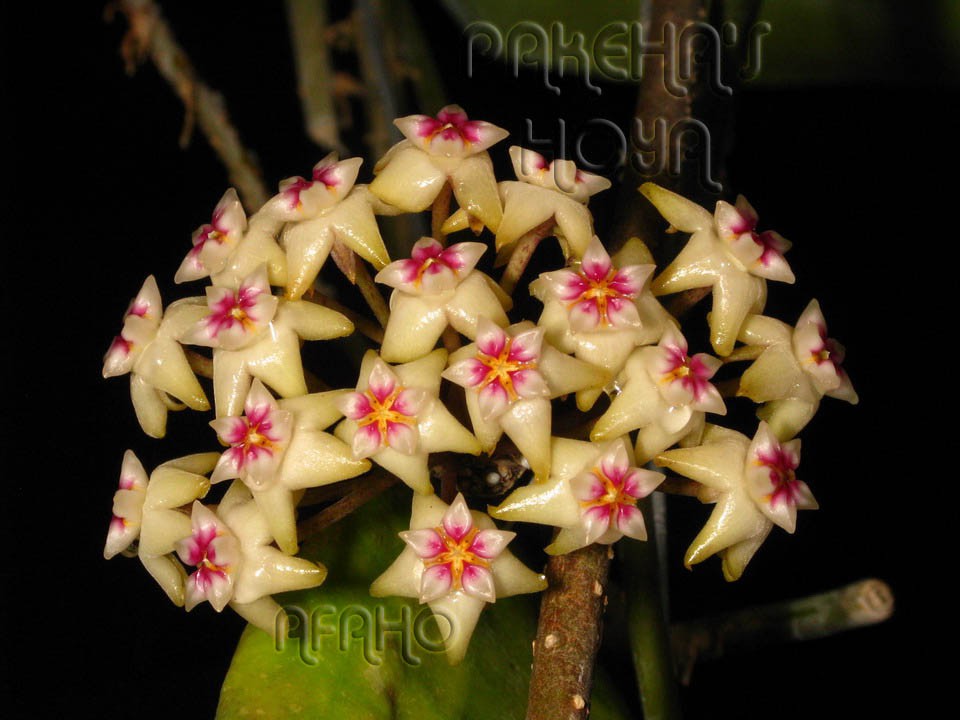 Hoya Rigida IML1424-   .....