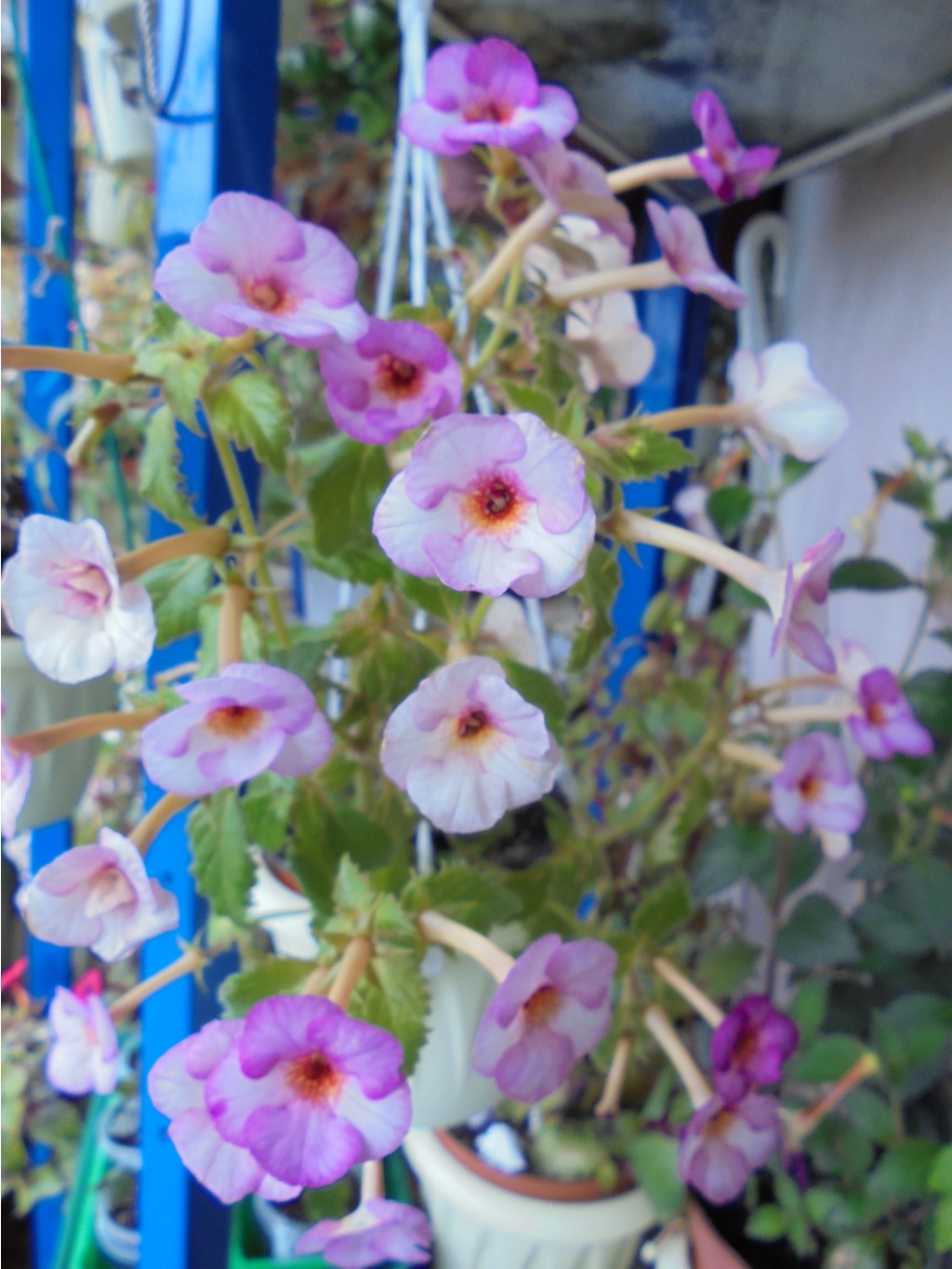DSC01721.JPG