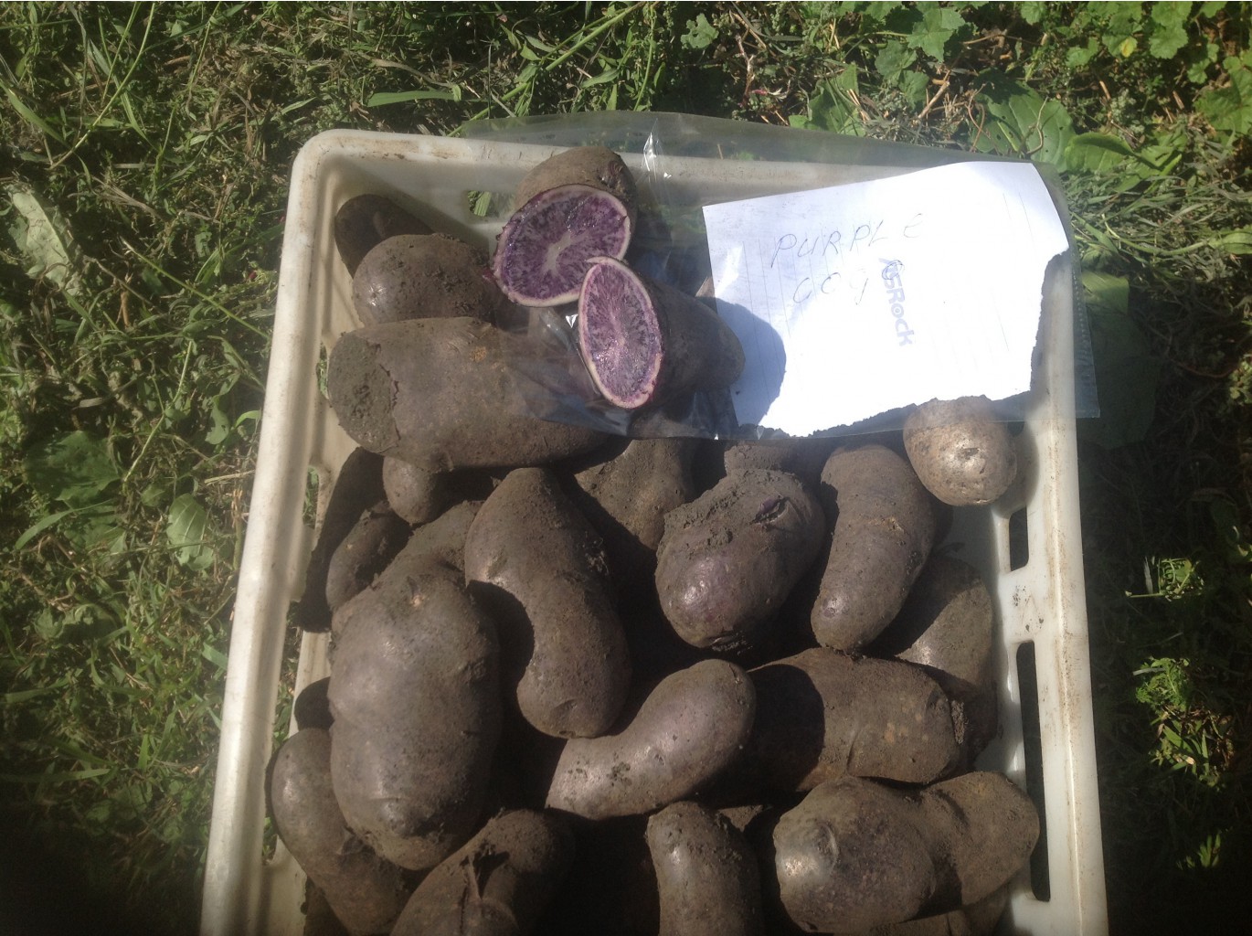 Purple Congo