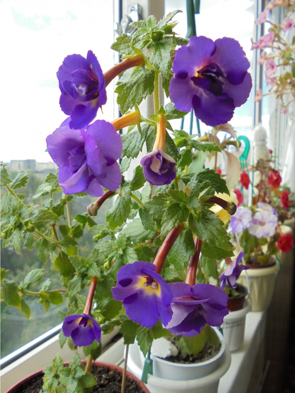 DSC01669.JPG