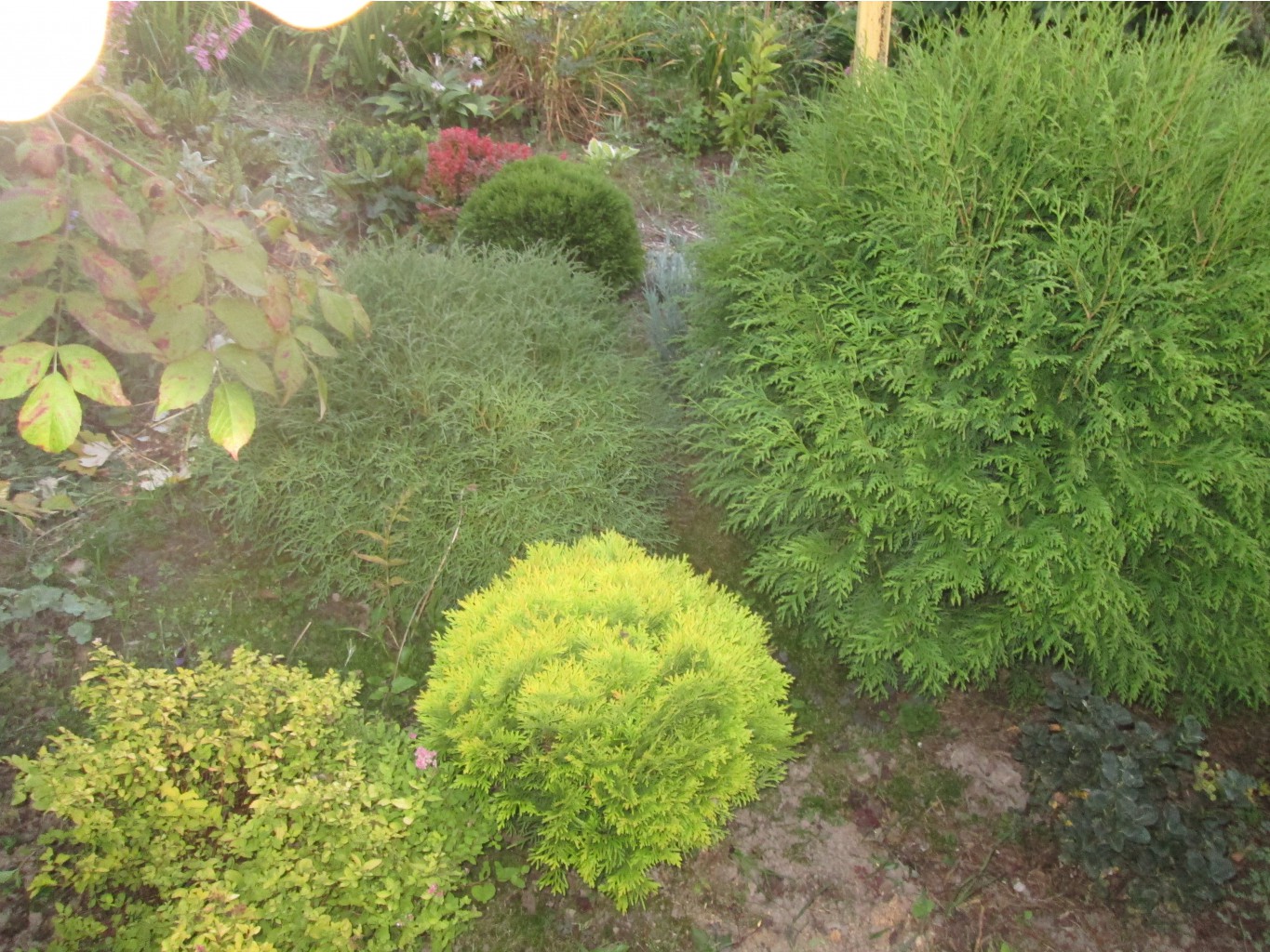 IMG 3499.JPG