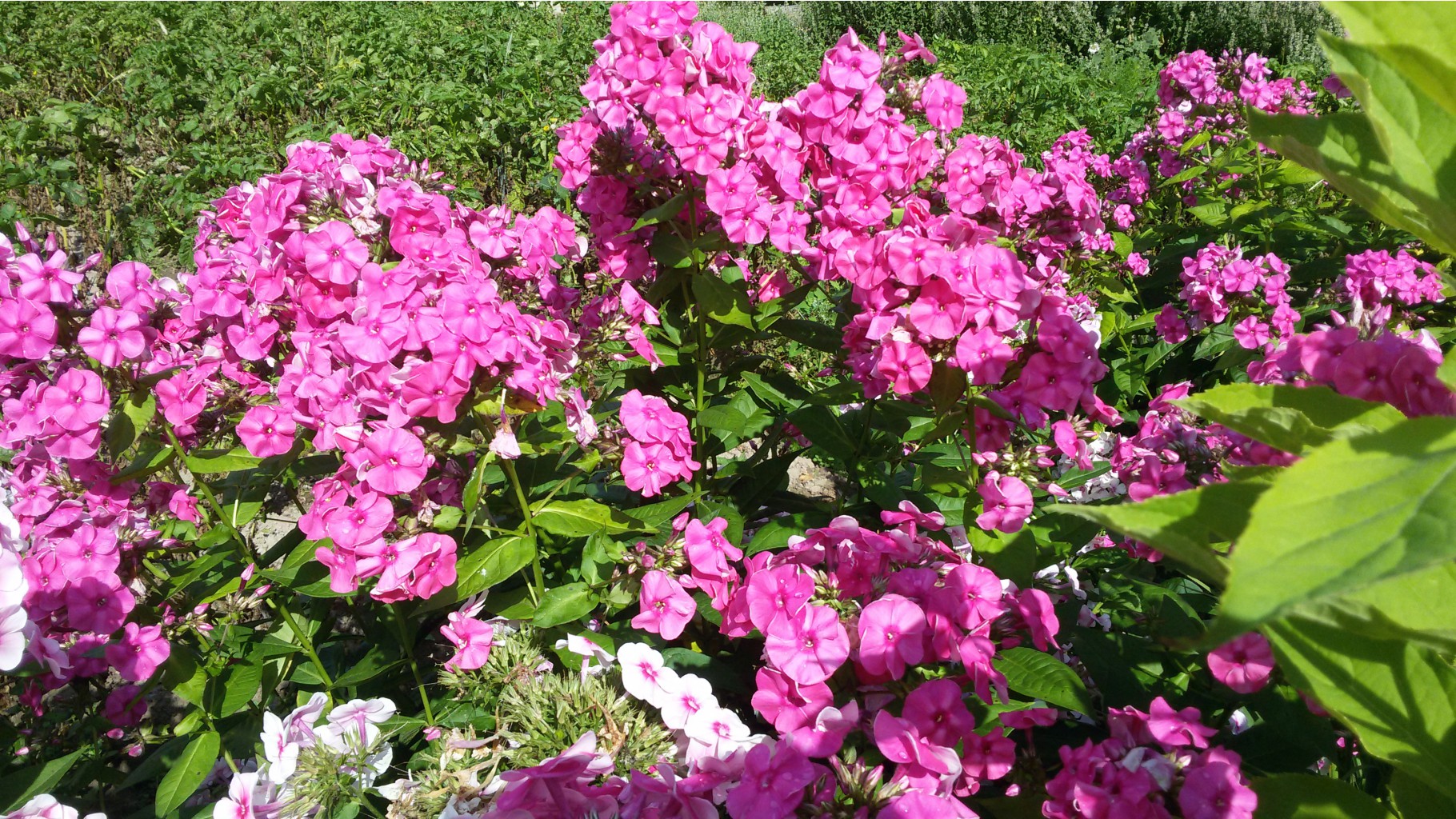 20150731 094128.jpg