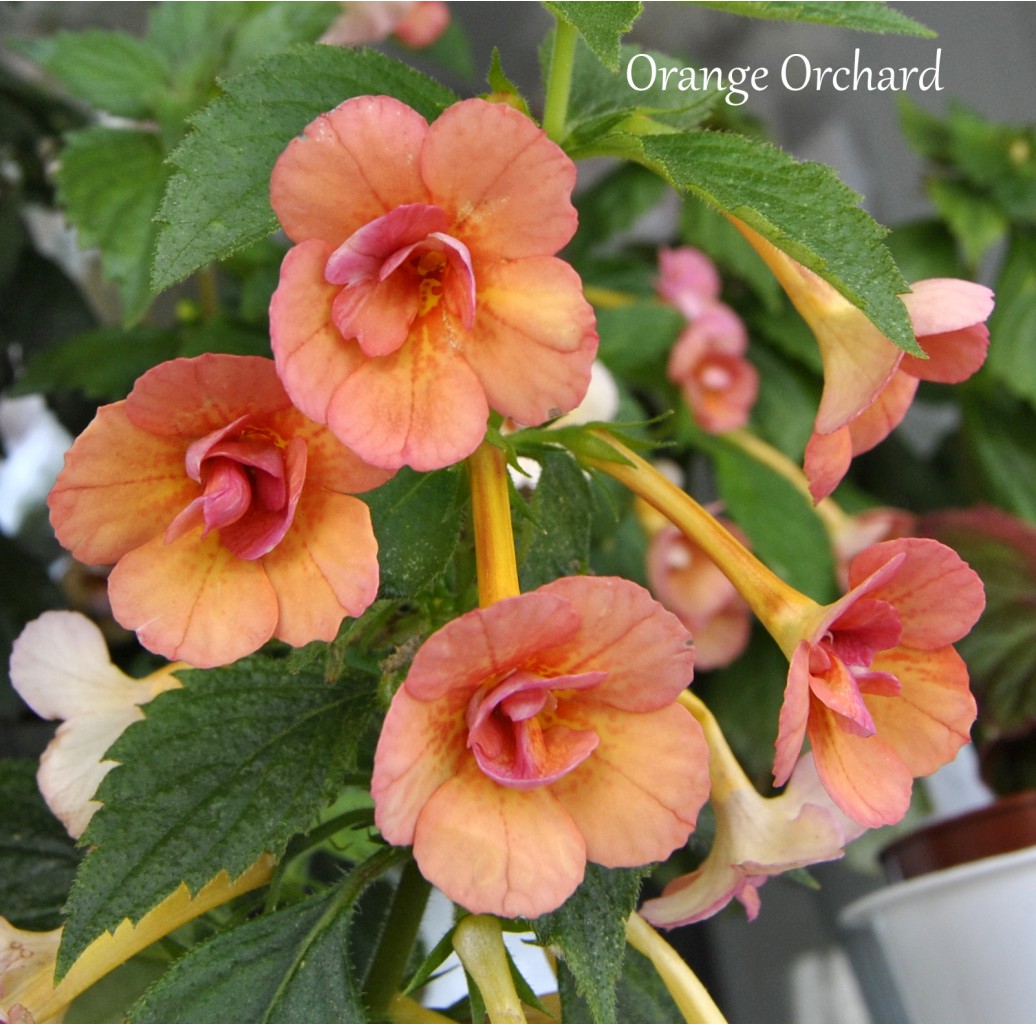 Orange Orchard