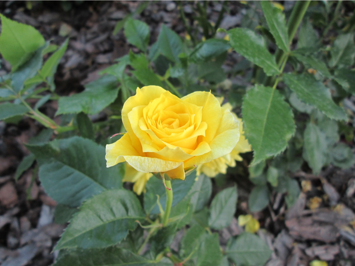 IMG 3522.JPG