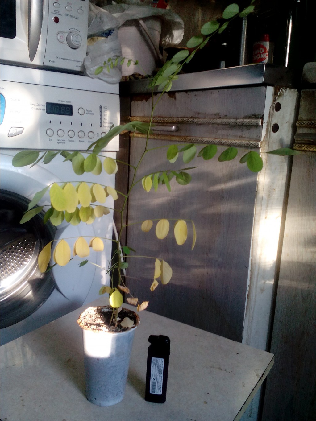 IMG 20150728 180525.jpg