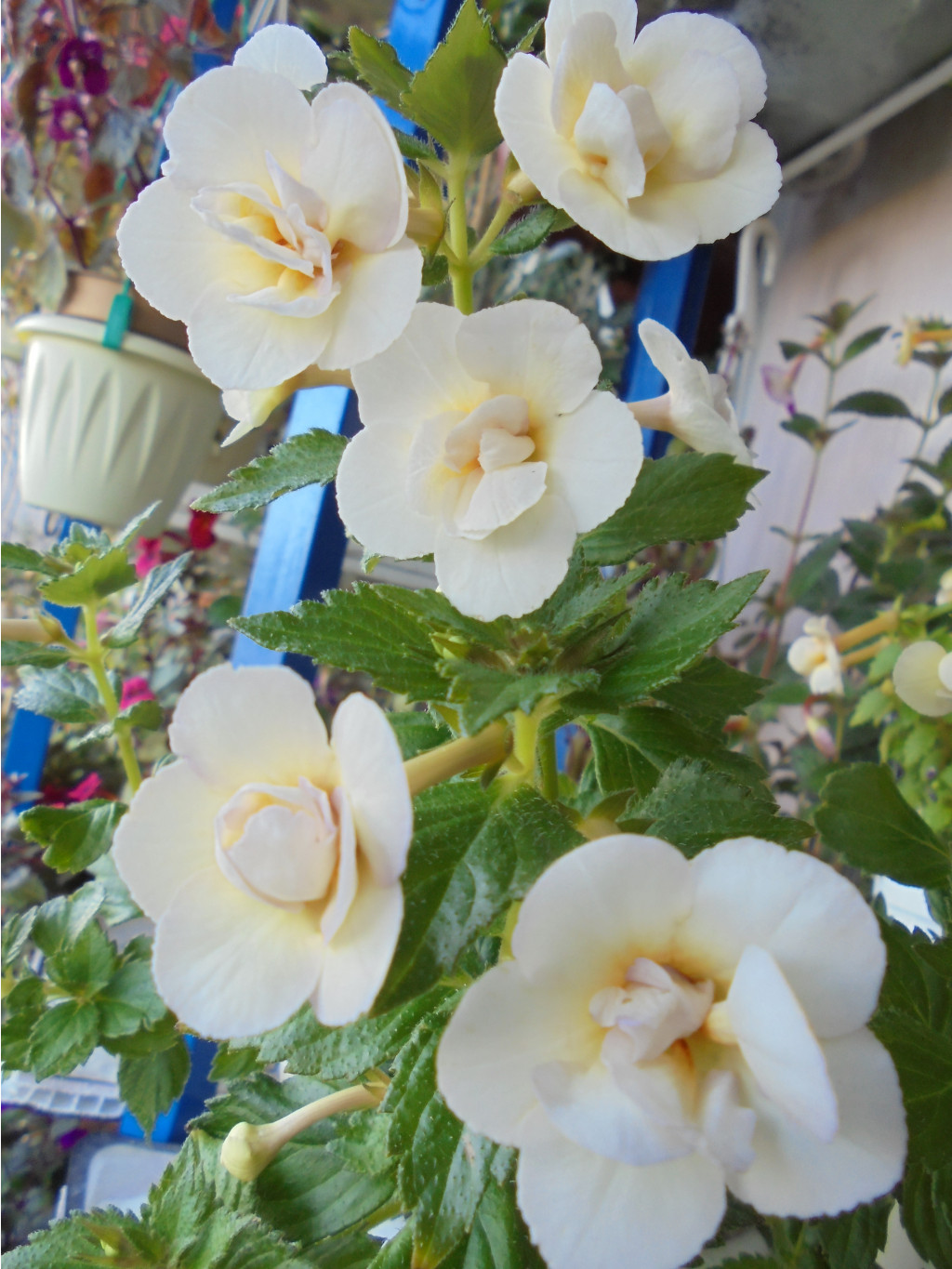 DSC01567.JPG