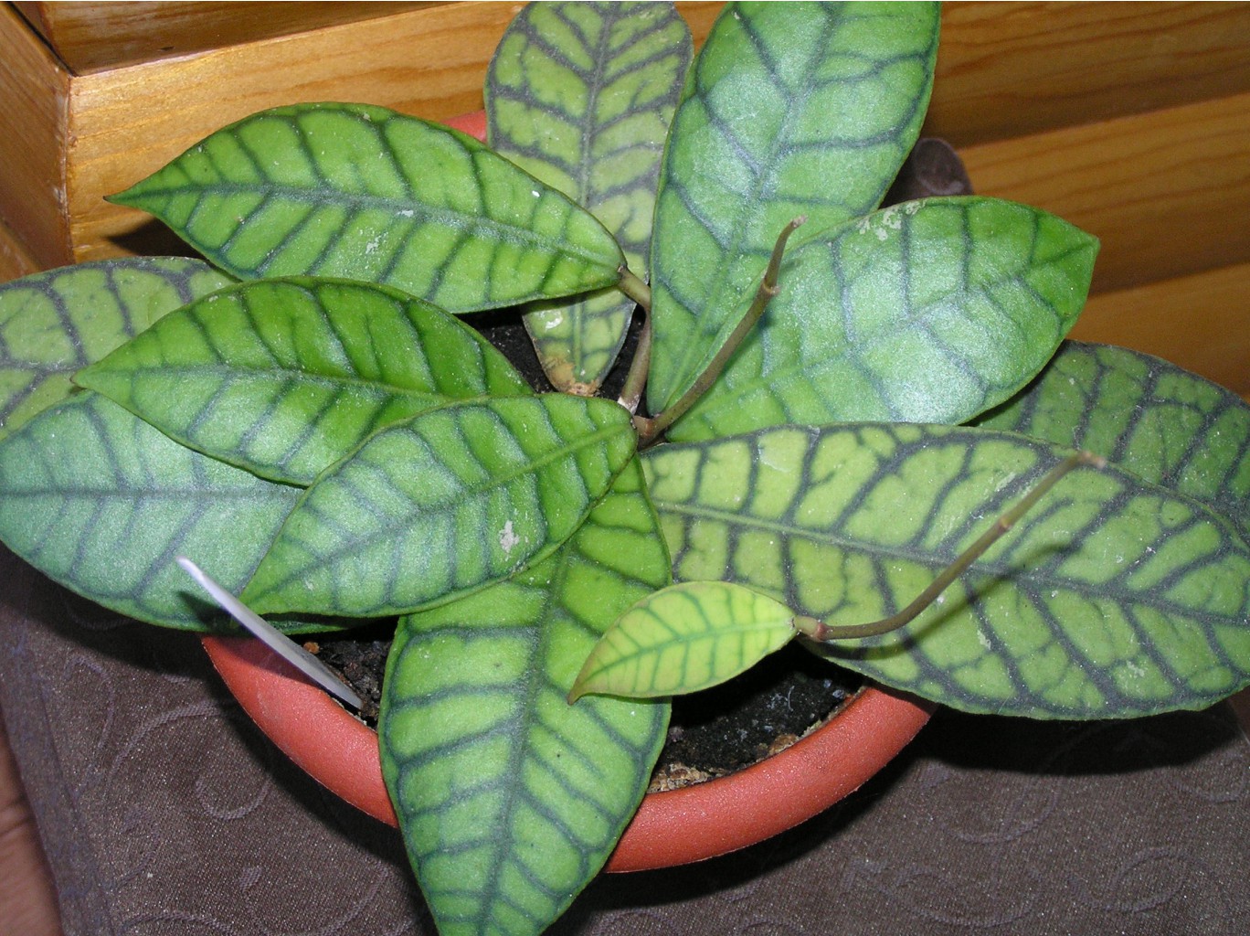 Hoya sp.Kalimantan