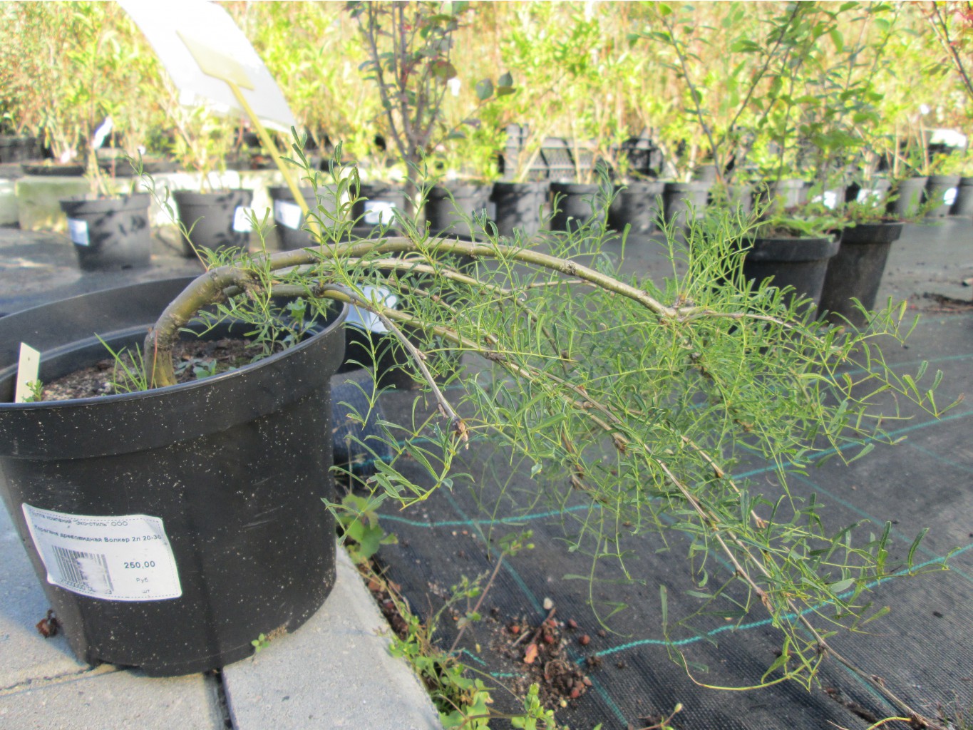 IMG 3485.JPG