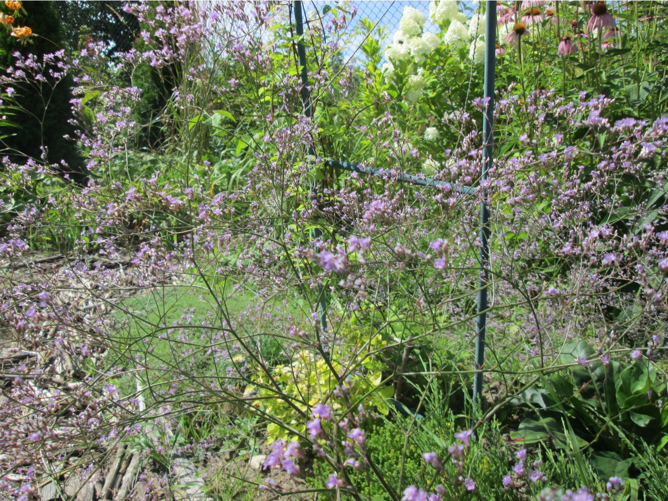 IMG 3467.JPG