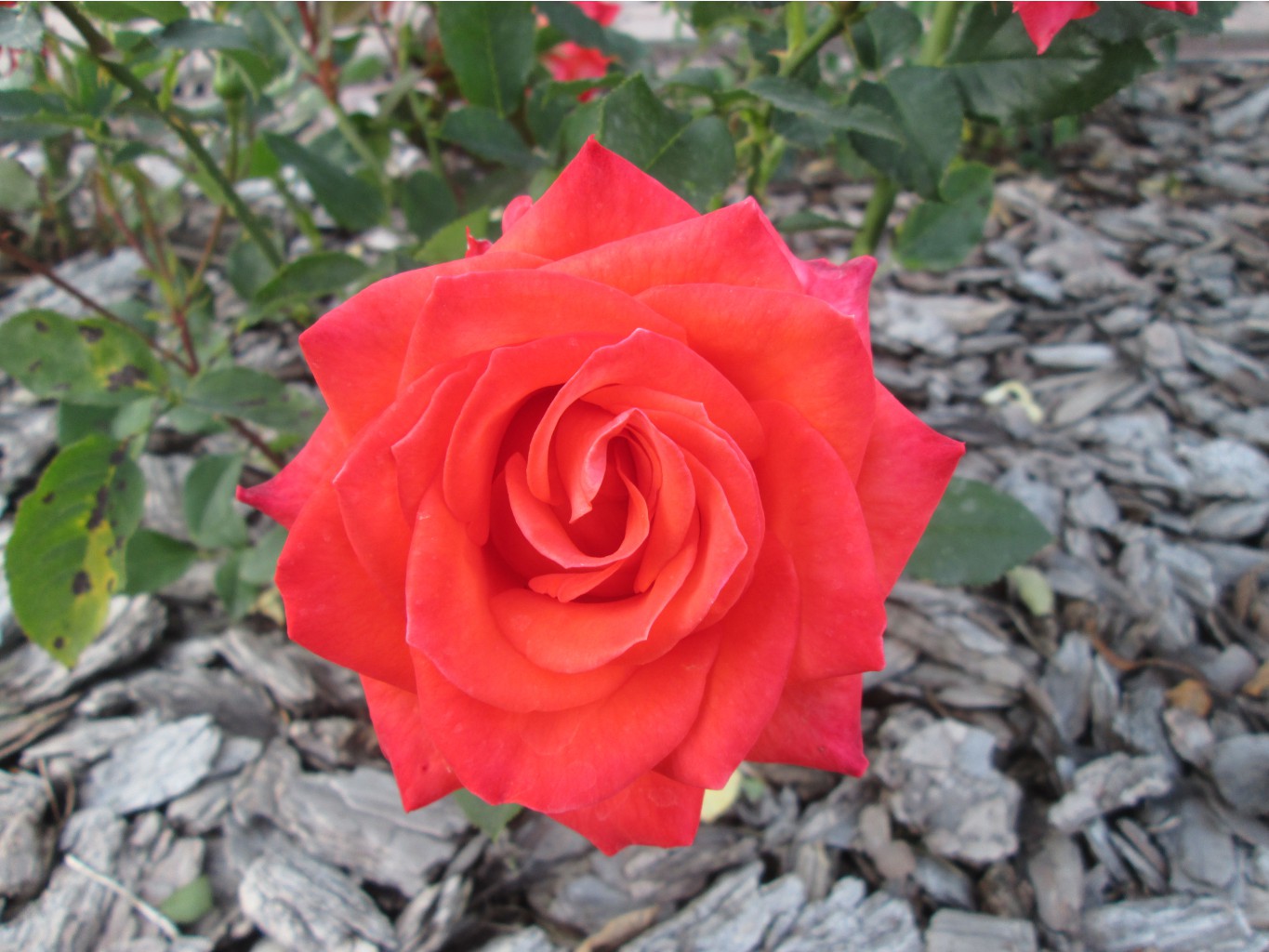 IMG 3515.JPG