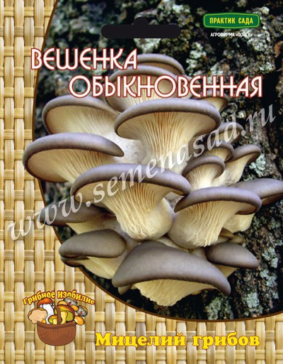 Вешенка обыкновенная, 1 шт..jpg
