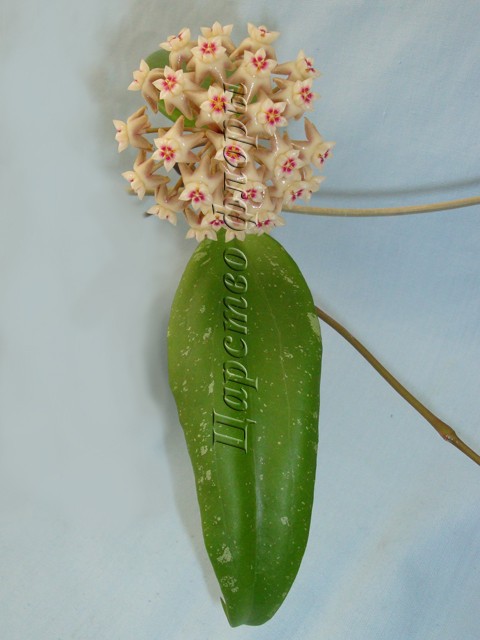 Hoya Rigida IML1424-   .....