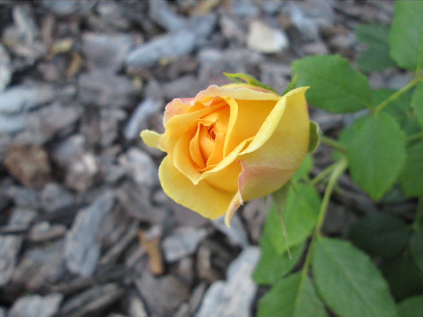 IMG 3518.JPG