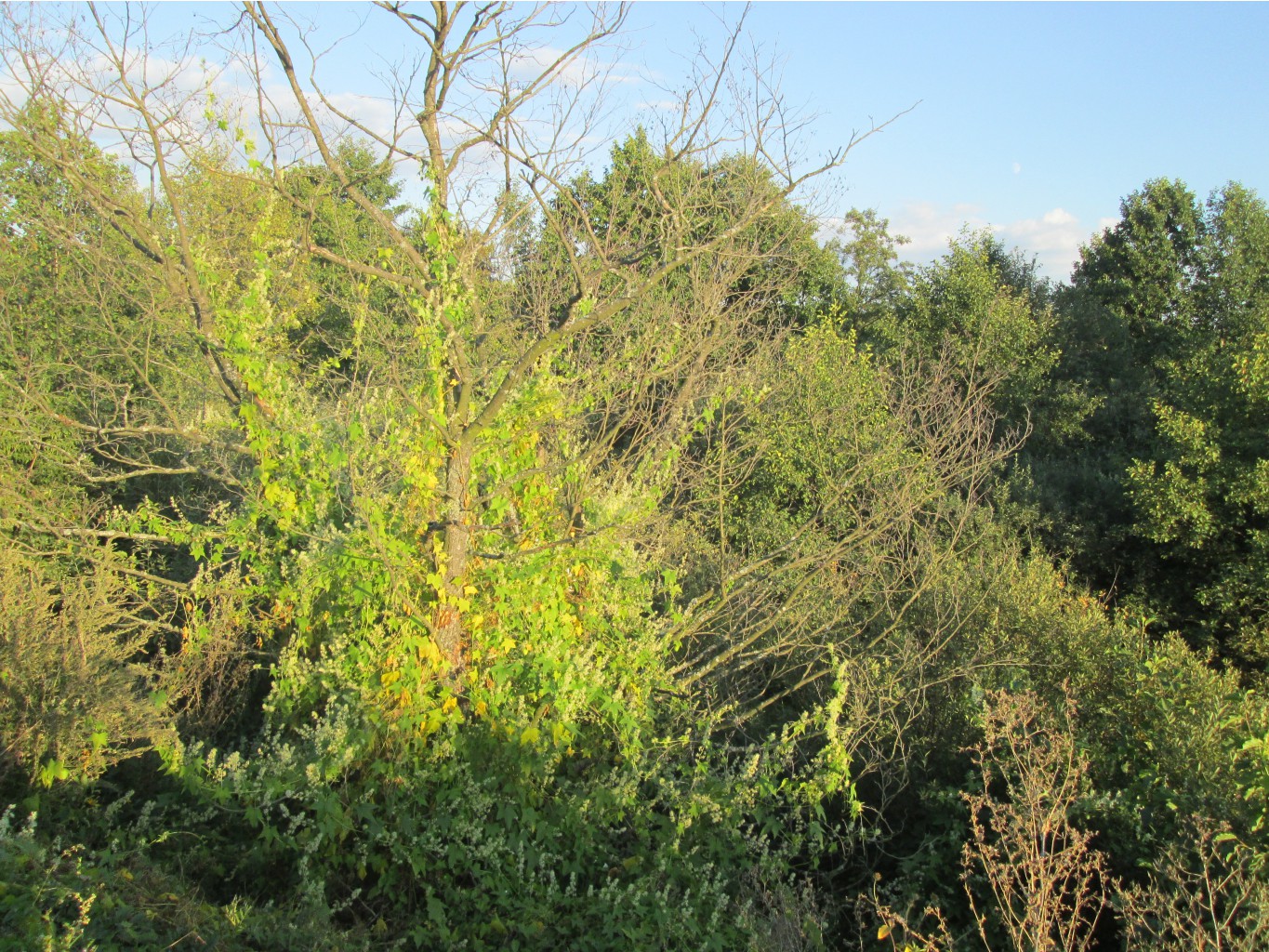IMG 3506.JPG