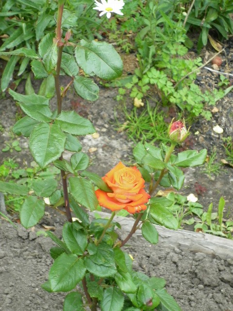 P1000540.JPG