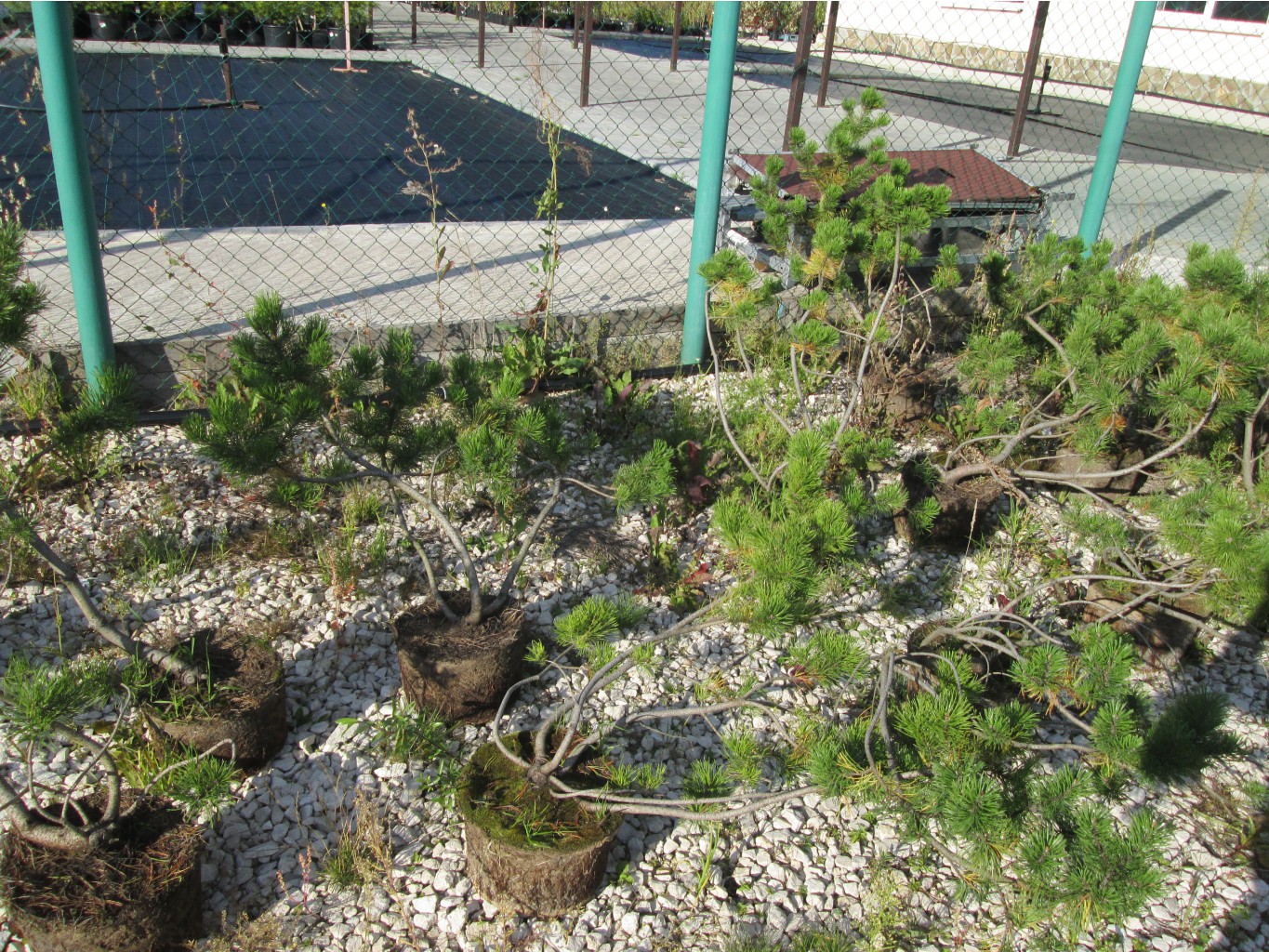 IMG 3488.JPG