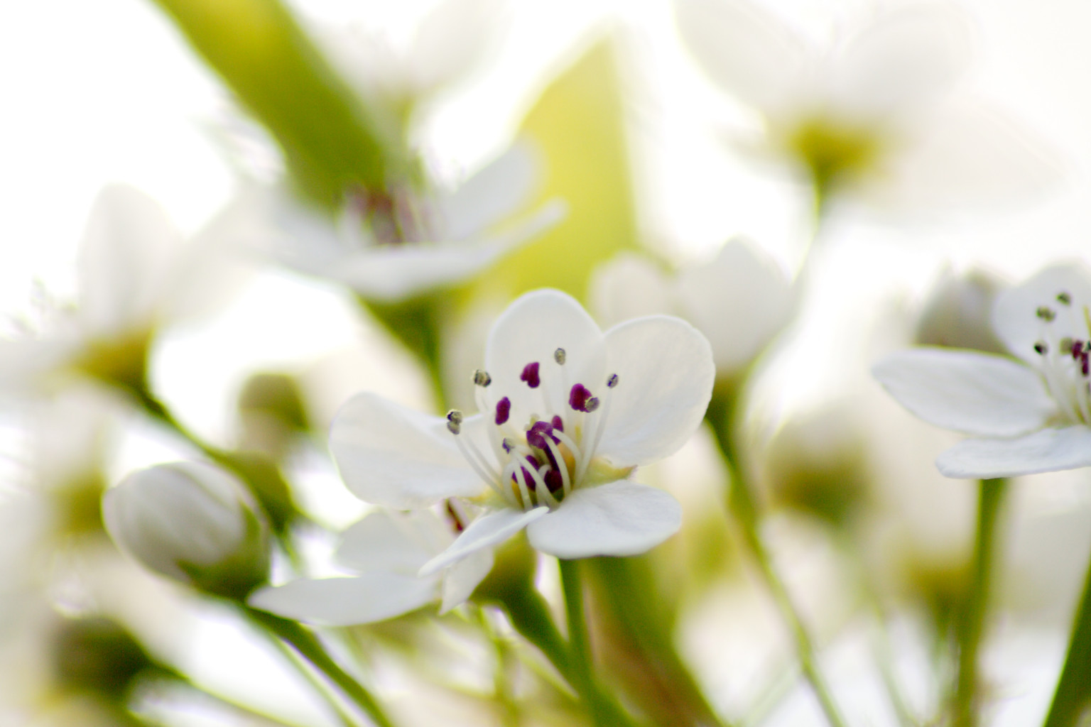 White-flowering-tree-closeup-1377526.jpg