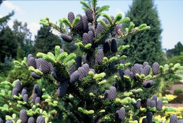  Abies koreana