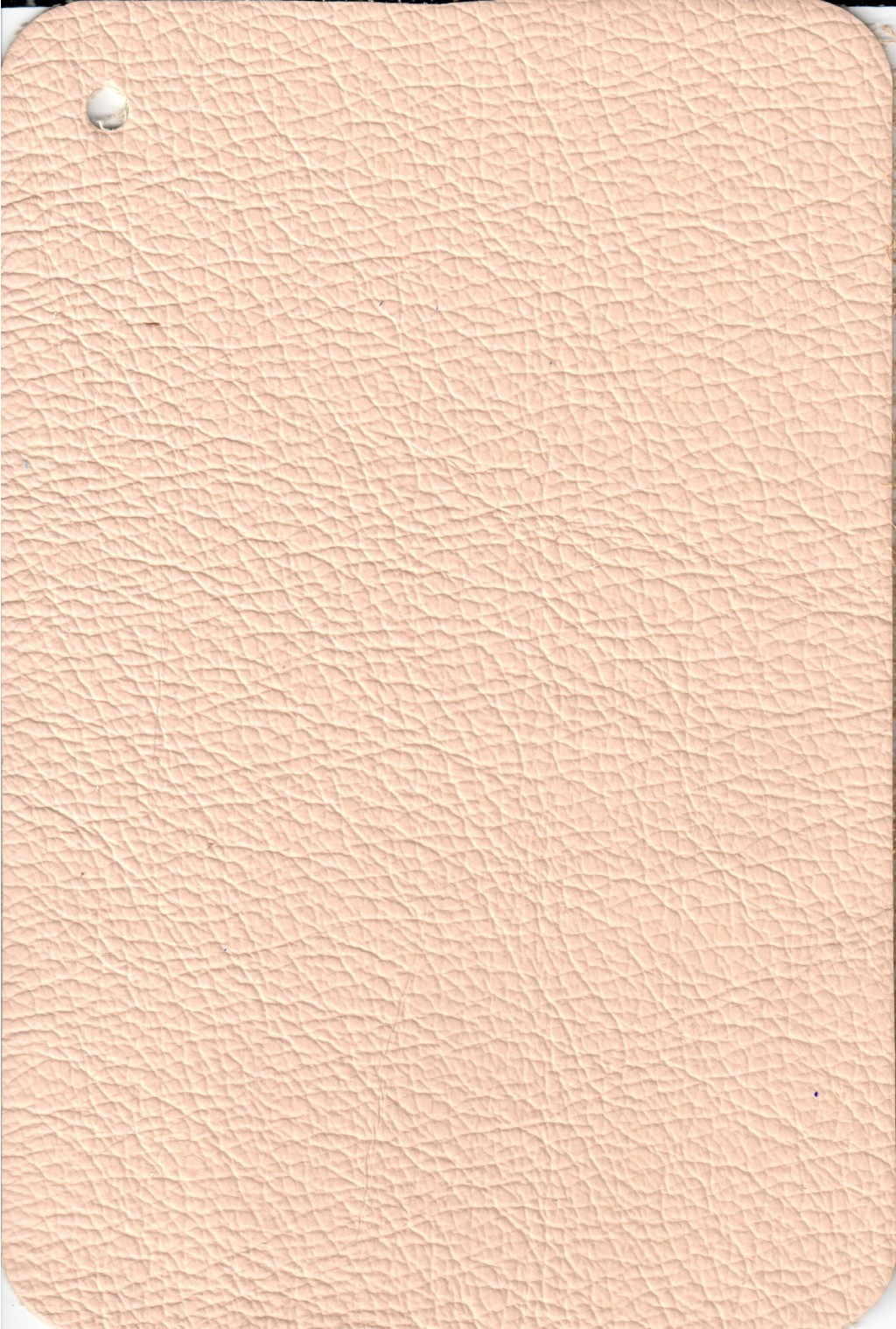 ROSE WHITE.jpg