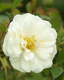   Alba (Rosa rugosa) 