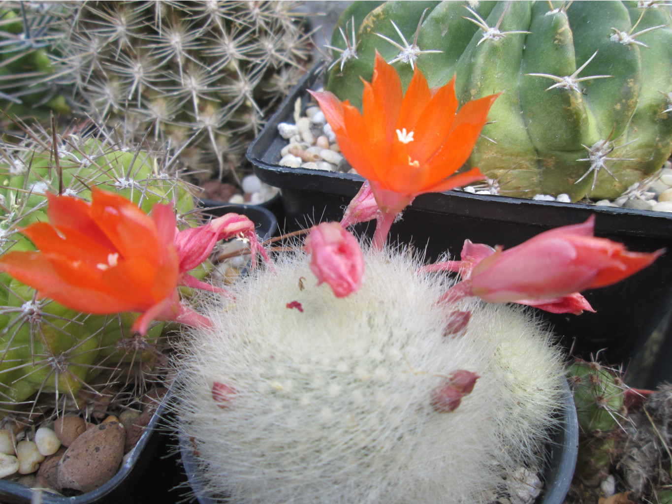 IMG 3383.JPG