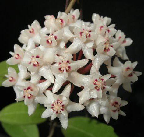 Hoya elliptica  -   .....