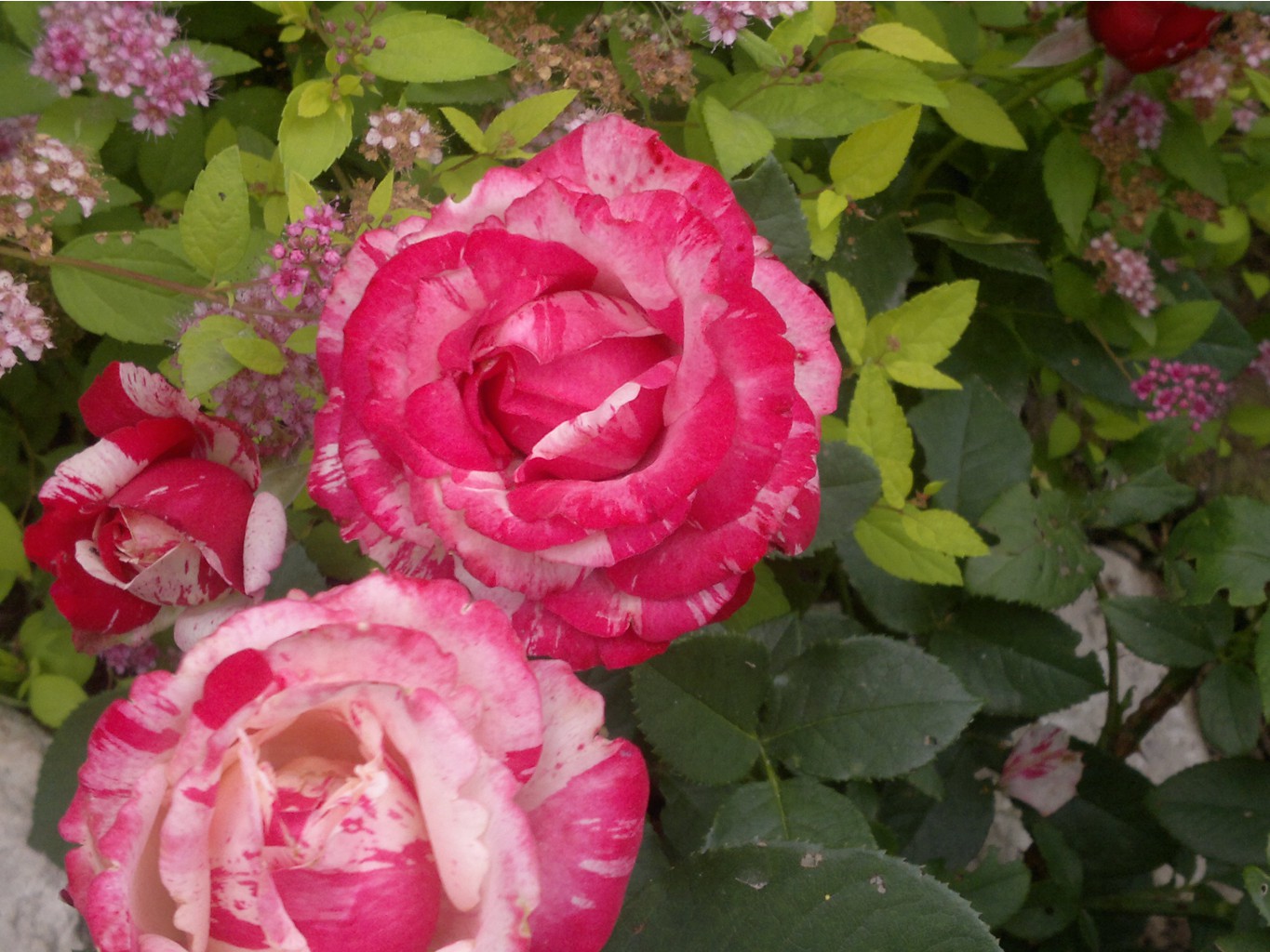 2015-07-18-385.jpg