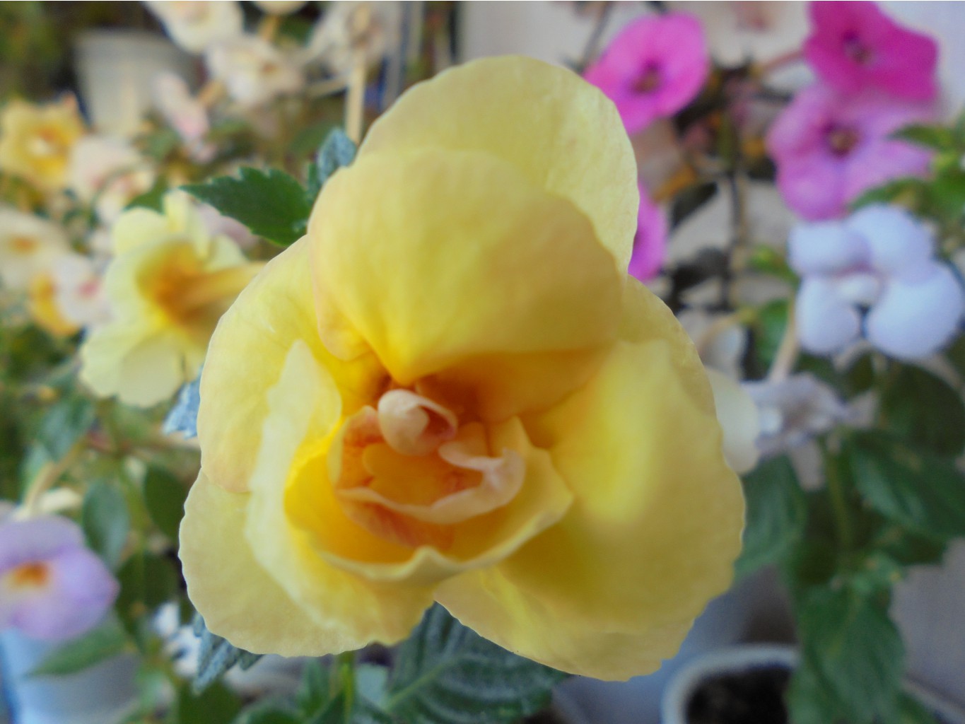 DSC01826.JPG