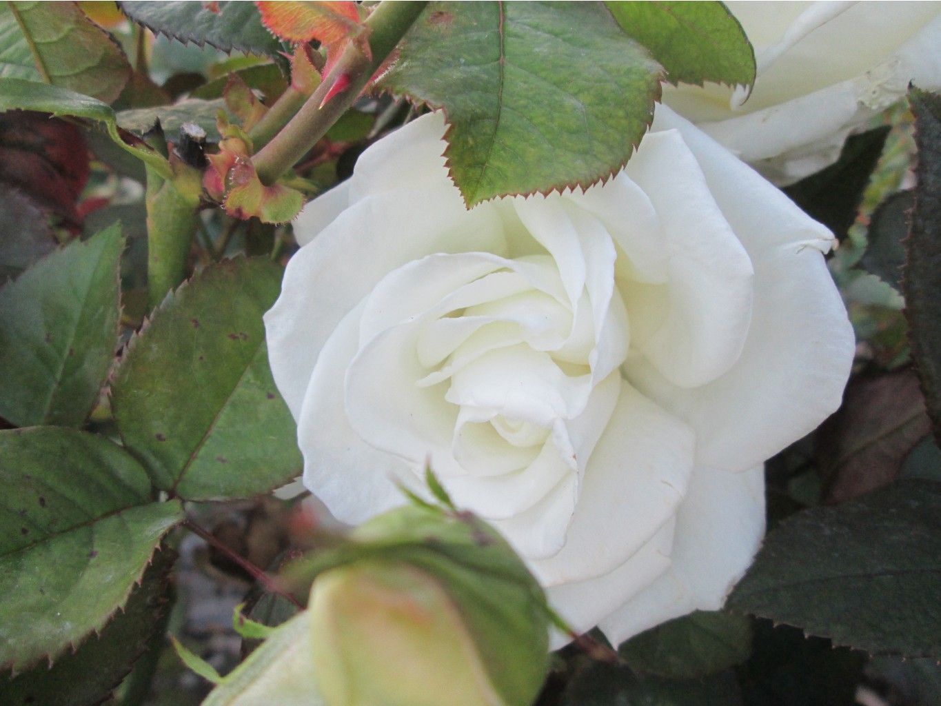 IMG 3529.JPG