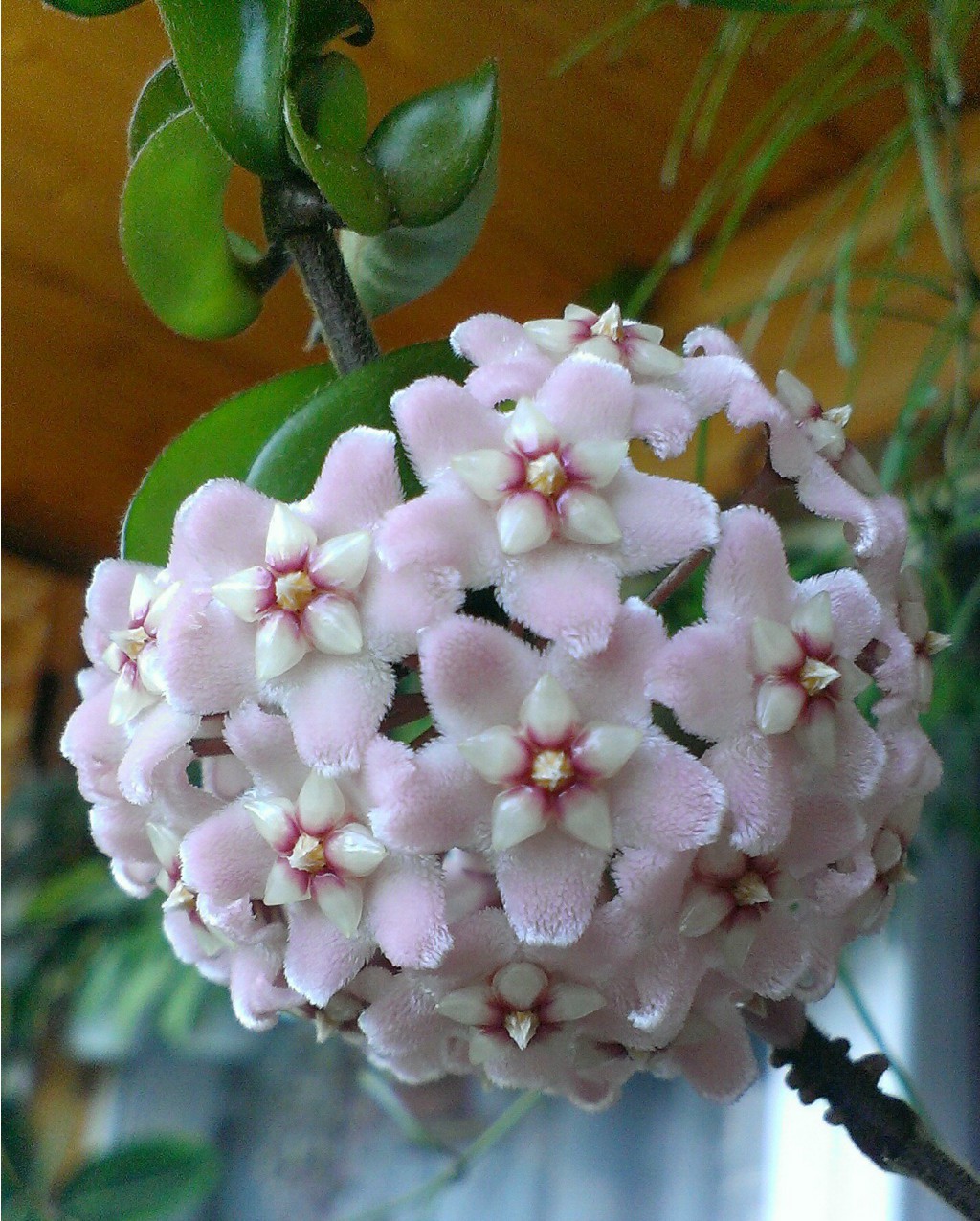 Hoya compacta