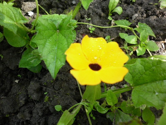 P1000473.JPG