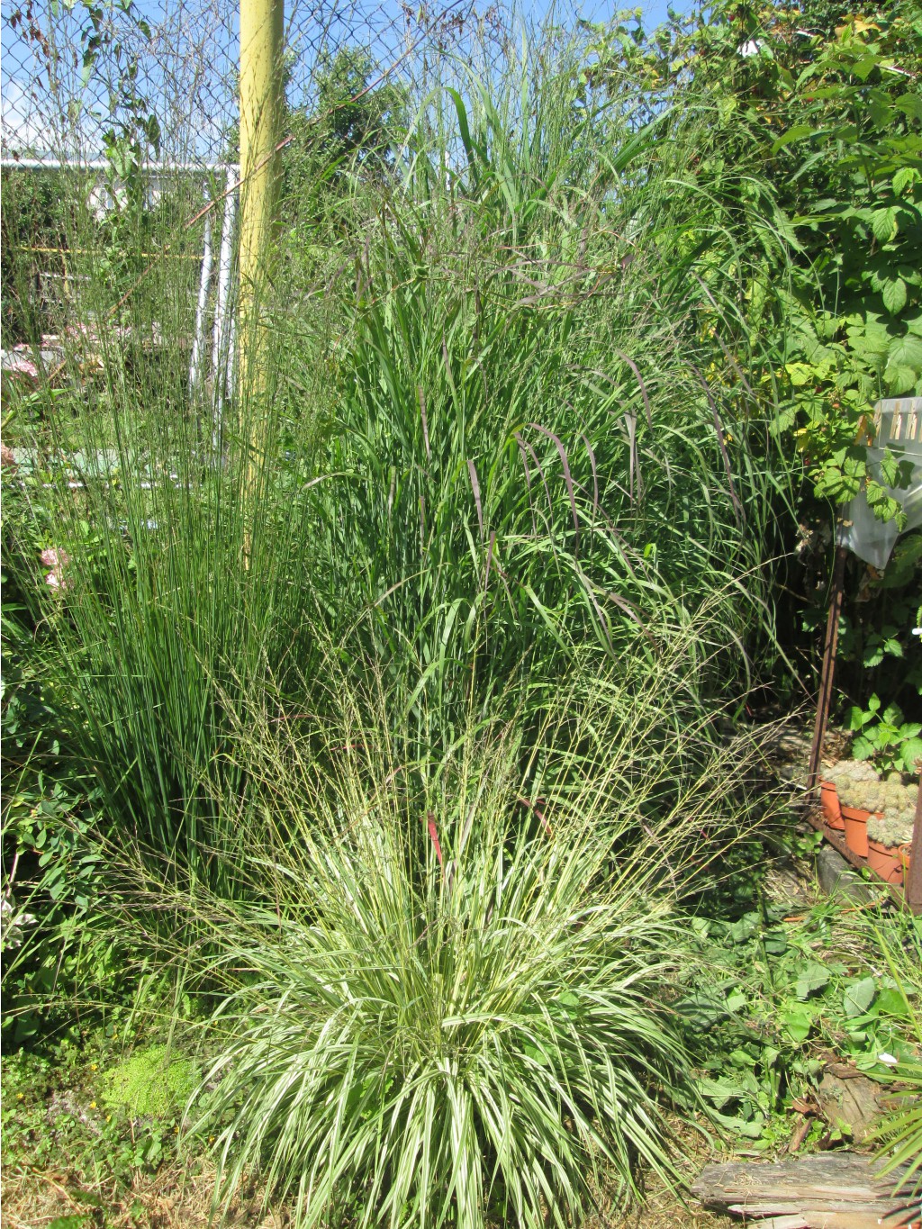 IMG 3409.JPG