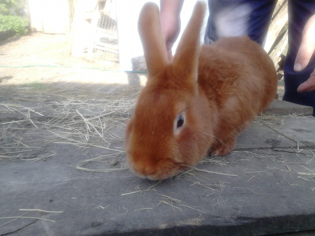 IMG 20150424 120946 33.jpg