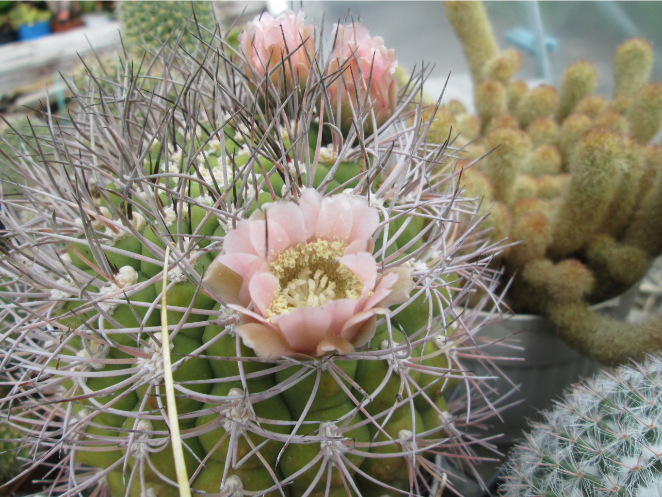 IMG 3380.JPG