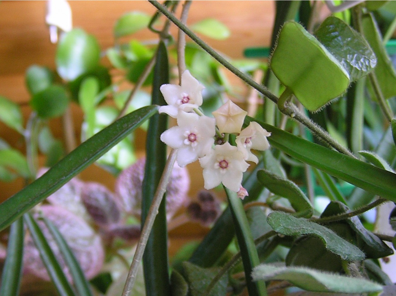 Hoya shepherdii