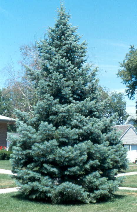  Abies concolor