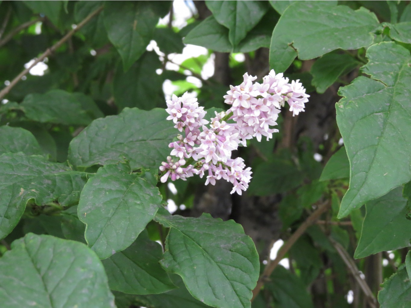 IMG 1519.JPG
