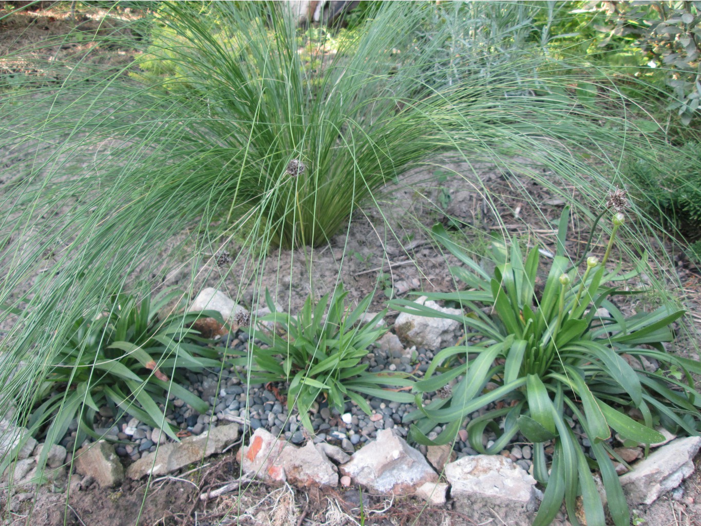 IMG 3433.JPG