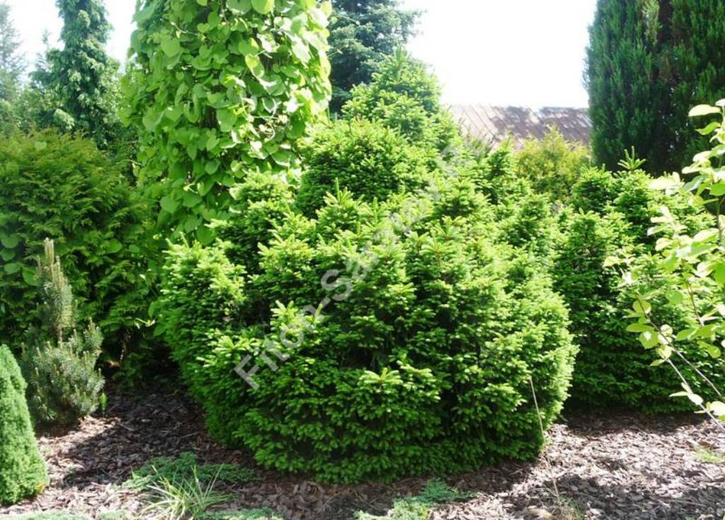  abies Ohlendorfii 3 20-25-7,16